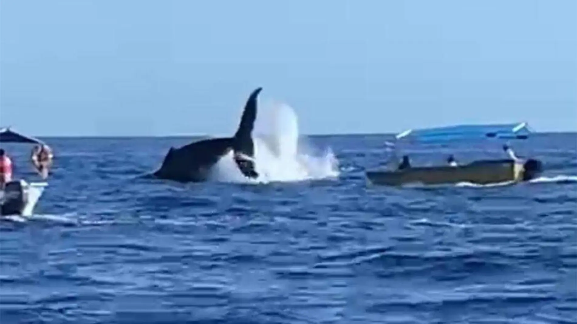 acosan en lancha a ballenas